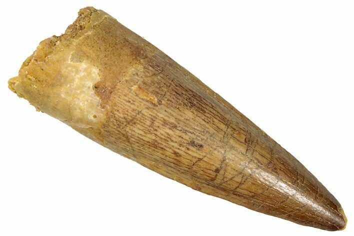 Juvenile Fossil Spinosaurus Tooth - Real Dinosaur Tooth #301302